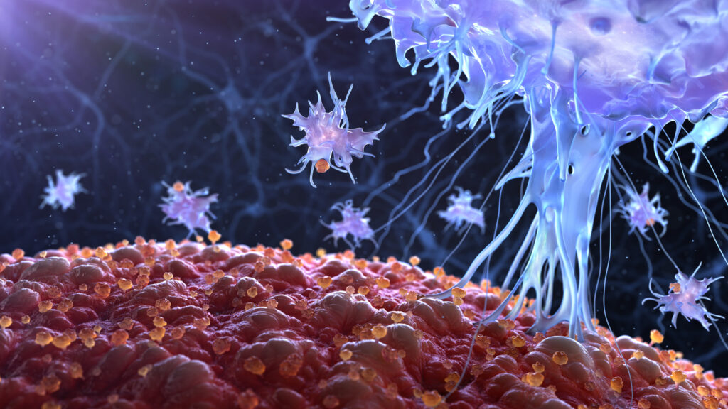 image of white blood cell (lymphocyte) is attacking a tumor tissue