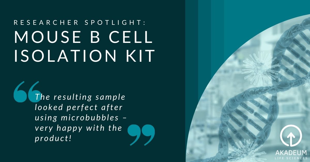 Researcher Spotlight: Mouse B Cell Isolation Kit