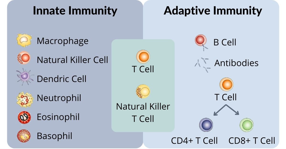 Understanding B & T Cells in COVID-19 Patients