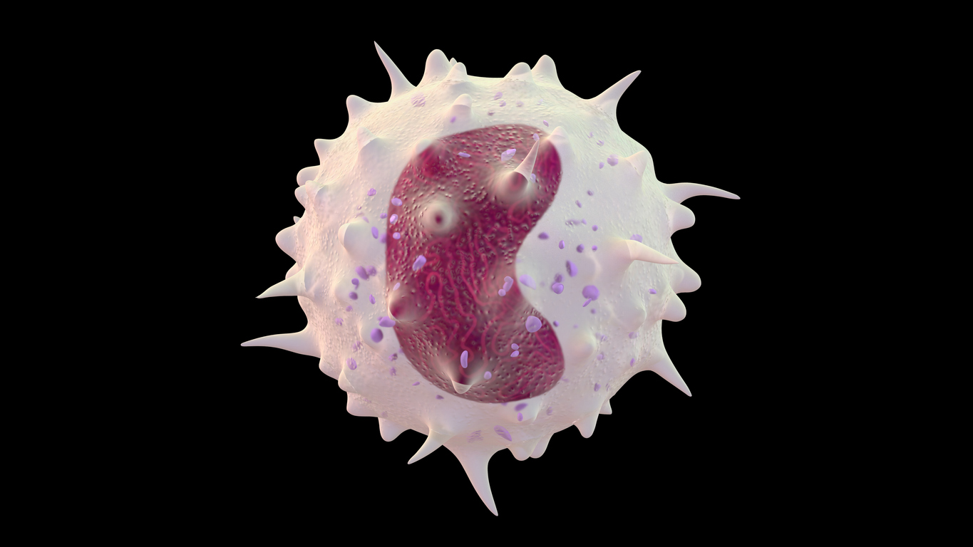 3D Image of white blood cell monocyte